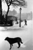 Dog, Snow, Waverley Walk, Harrow Road area